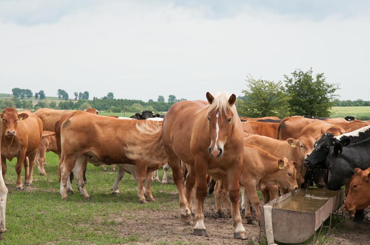 Agroturystyka Lolkowo Srokowo Buitenkant foto